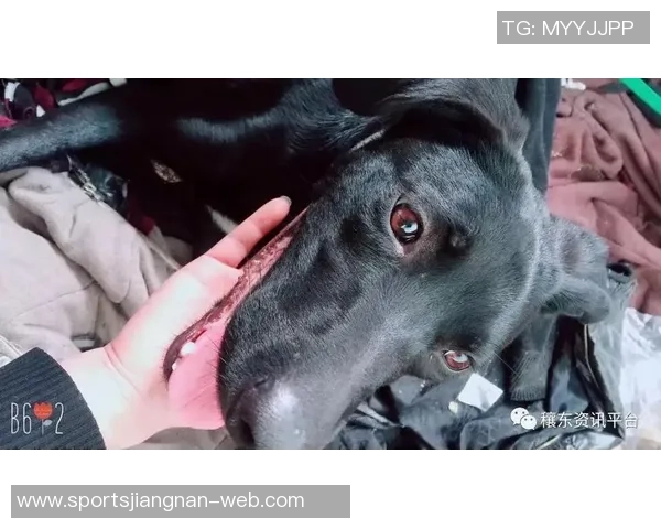 重金悬赏一万美元寻找拉姆塞走失爱犬希望尽快寻回爱宠